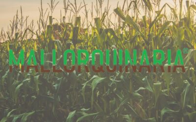 La agricultura regenerativa: el futuro del campo que ya está aquí