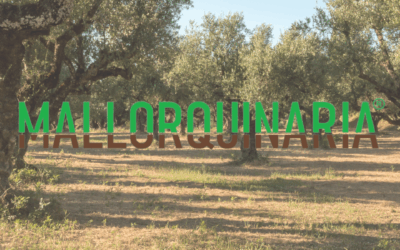 La cosecha del olivo 2025: entre la tradición, la tecnología y el respeto por el campo.